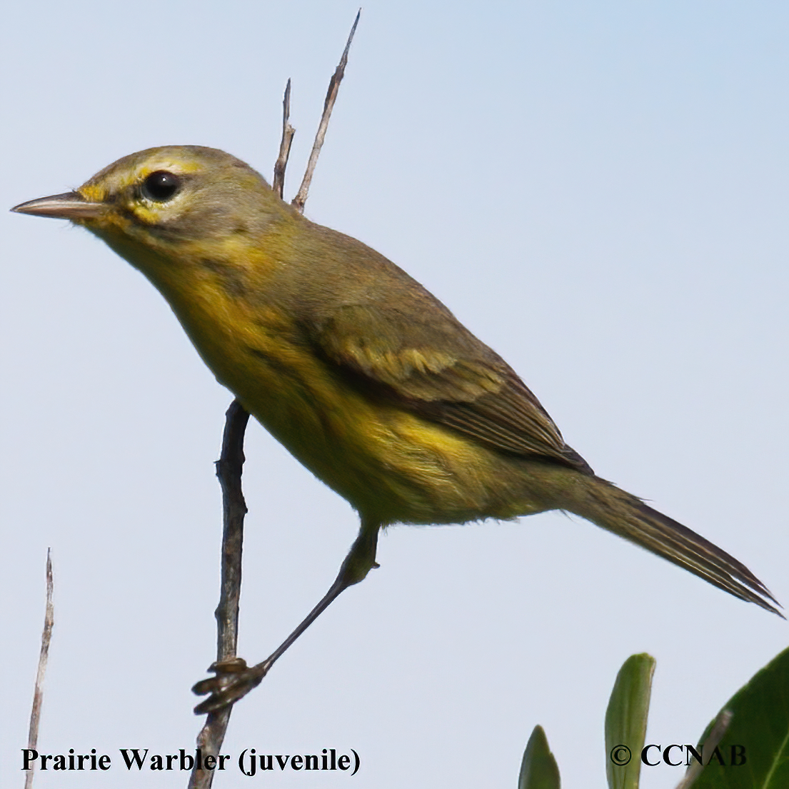 Prairie Warbler