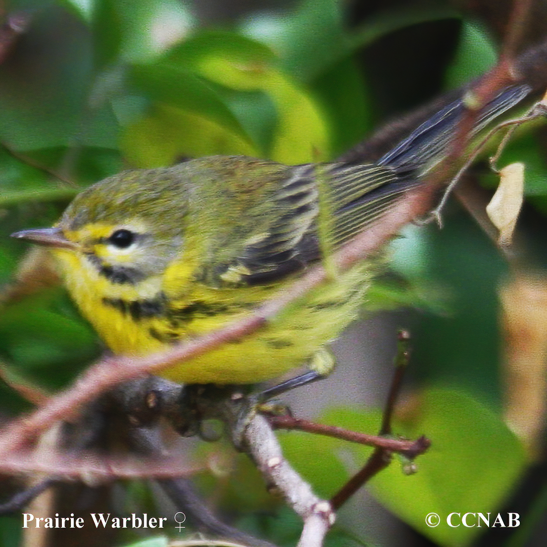 Prairie Warbler