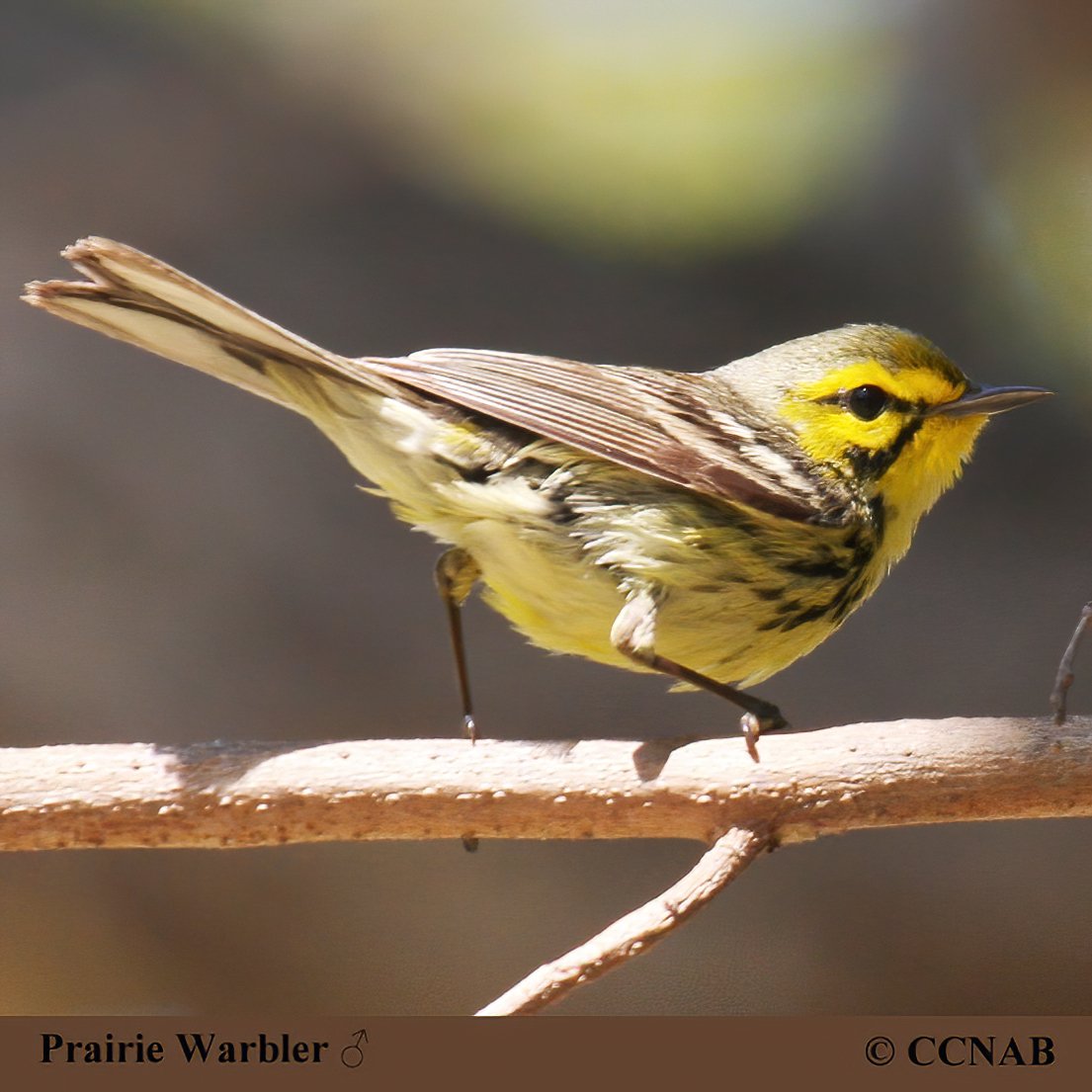 Prairie Warbler