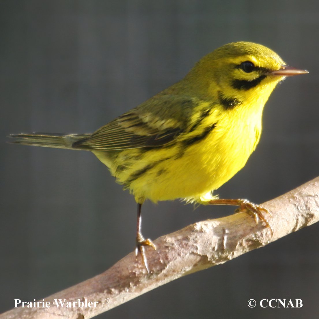 Prairie Warbler