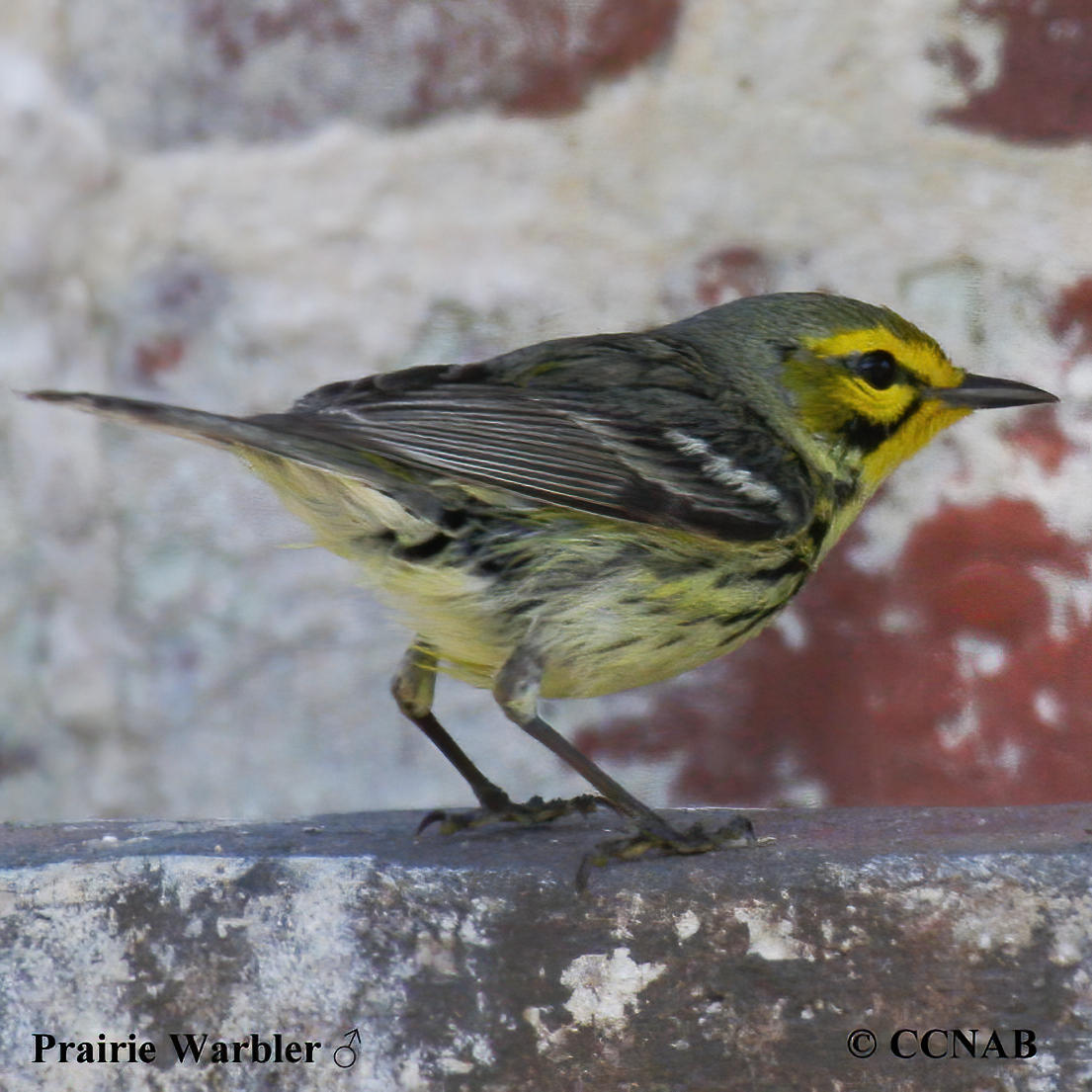 Birds of North America