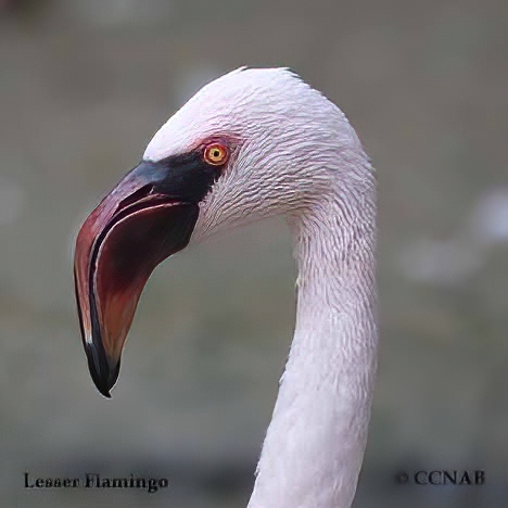 Profile of Lesser Flamingo
