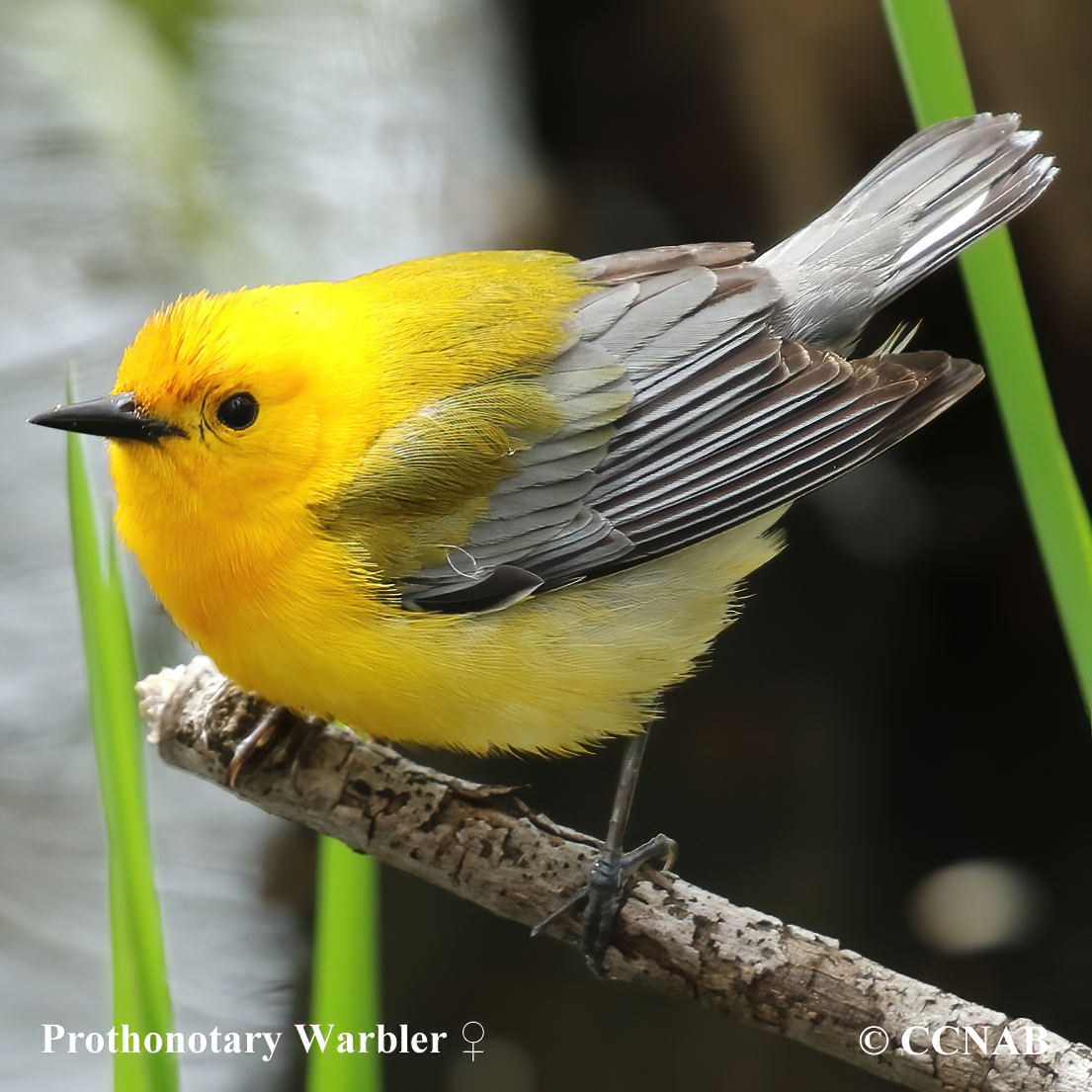 Prothonotary Warbler