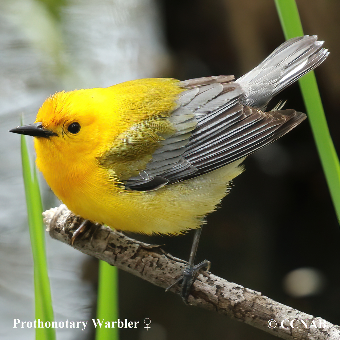 Prothonotary Warbler