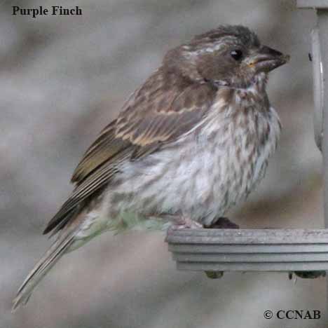 Purple Finch