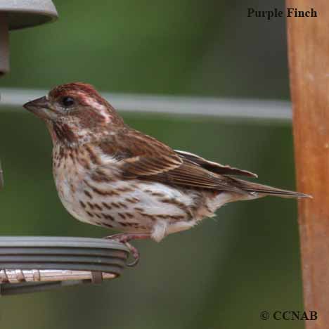 Purple Finch