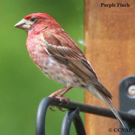 Purple Finch