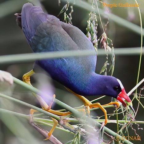 Purple Gallinule