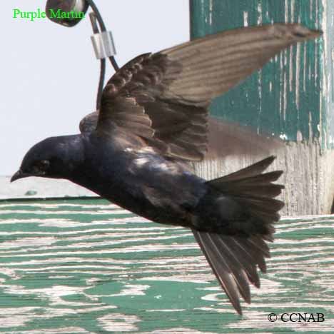 Birds of North America