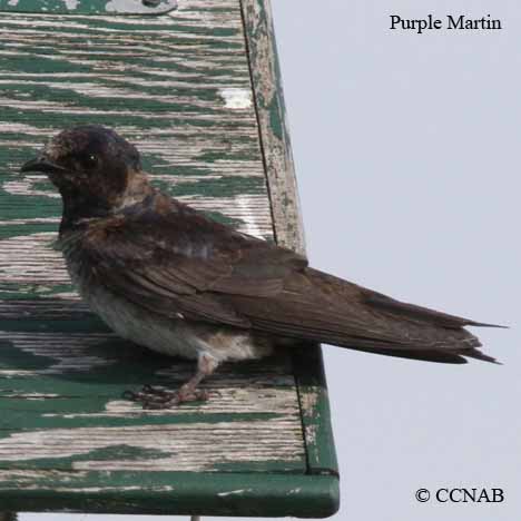 Purple Martin