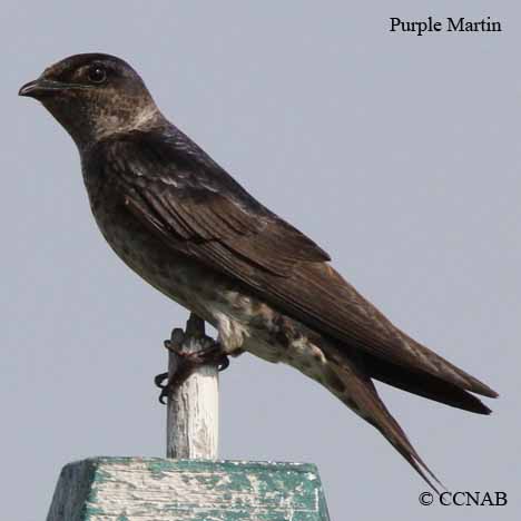 Birds of North America