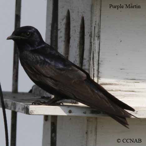 Purple Martin