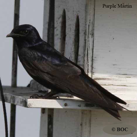 Birds of North America