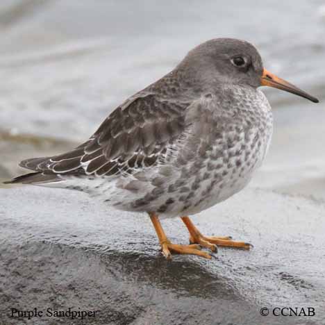 Birds of North America