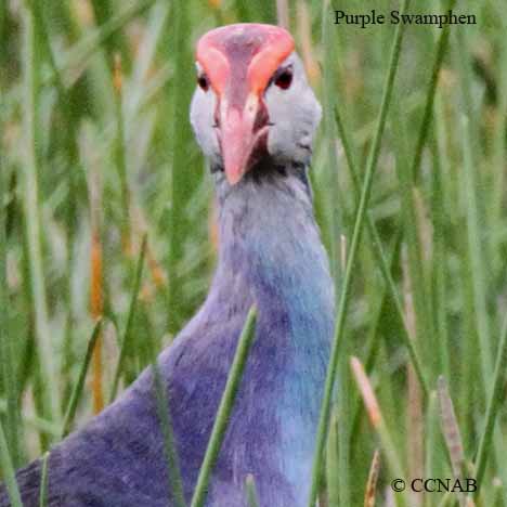 Purple Swamphen