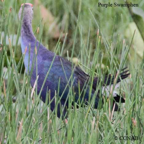 Purple Swamphen