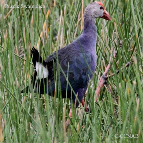 Purple Swamphen