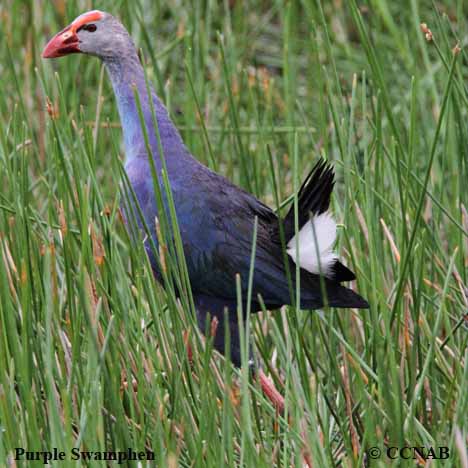 Purple Swamphen