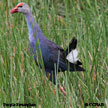 Purple Swamphen range map