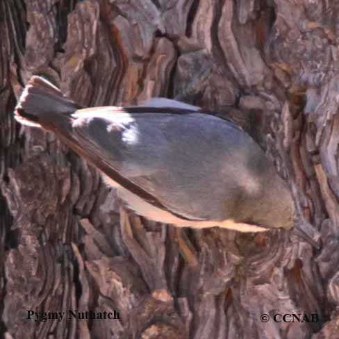 Birds of North America