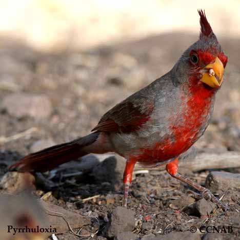 North American Pyrrhuloxias