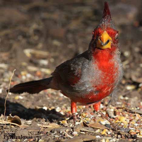 Birds of North America