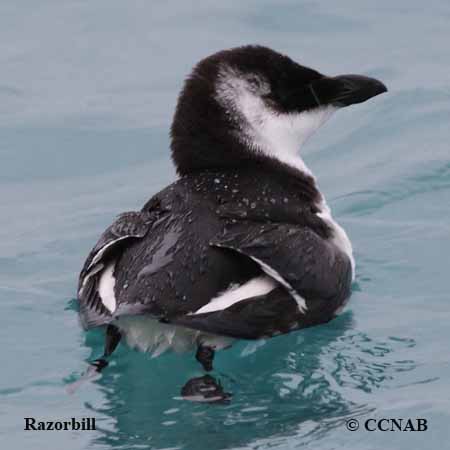 Razorbill