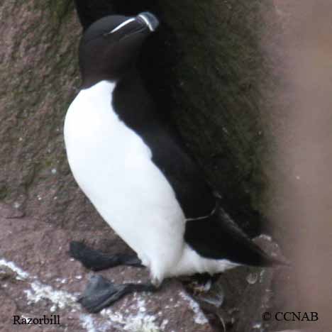 Birds of North America