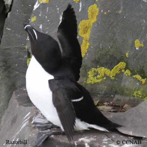 Birds of North America