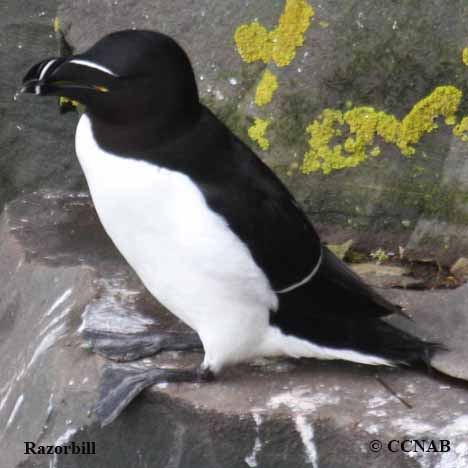 Birds of North America