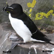 Razorbill