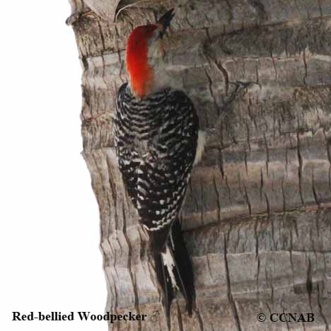 Red-bellied Woodpecker