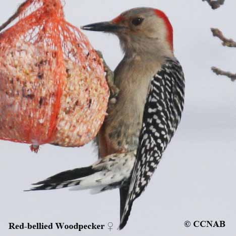 Red-bellied Woodpecker