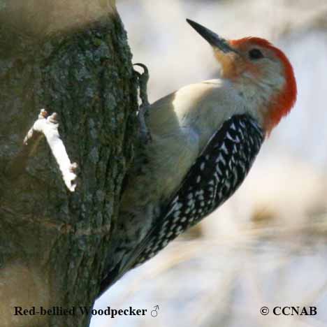 Red-bellied Woodpecker