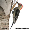 Red-bellied Woodpecker