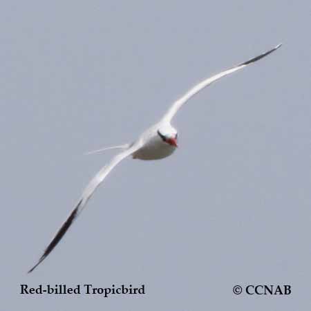 Birds of North America