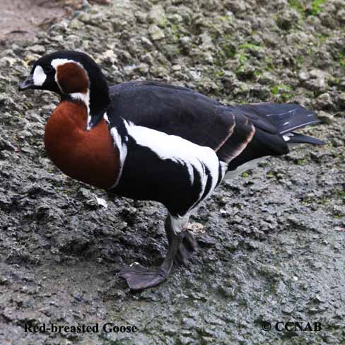 Birds of North America