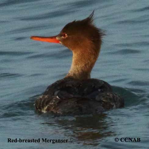 Red-breasted Merganser