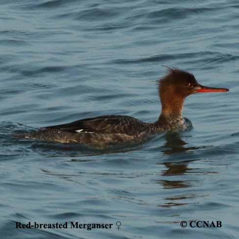 Red-breasted Merganser