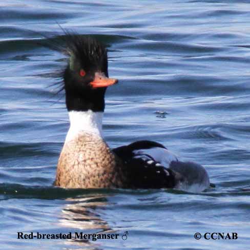 Red-breasted Merganser