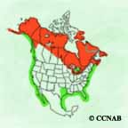 Red-breasted Merganser range map