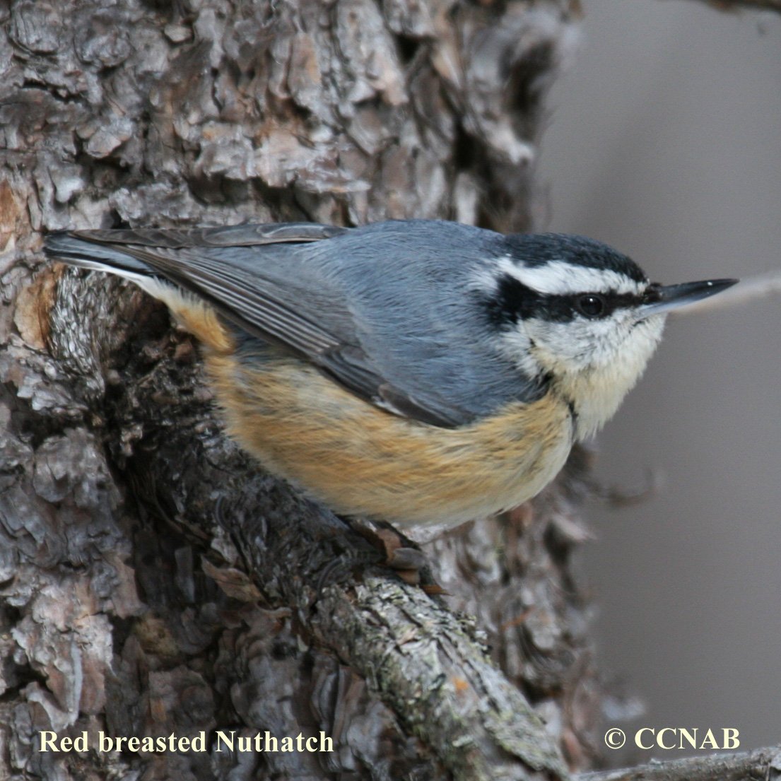 Birds of North America