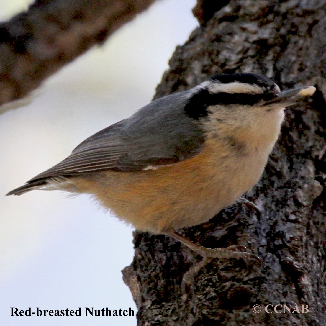 Red-breasted Nuthatch