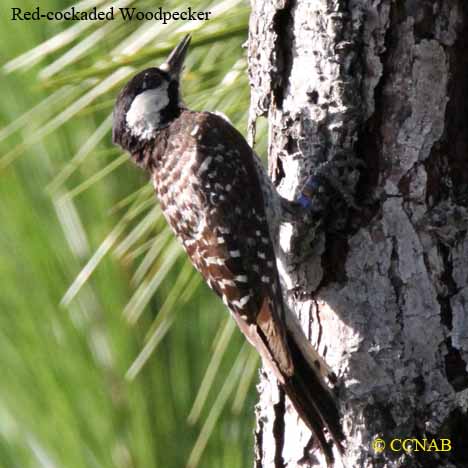 Red-cockaded Woodpecker