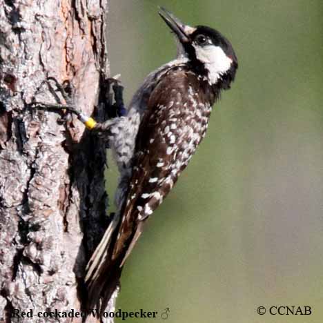 Birds of North America