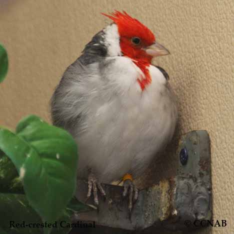 Red-crested Cardinal