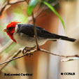 Red-crested Cardinal