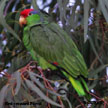 Red-crowned Parrot range map