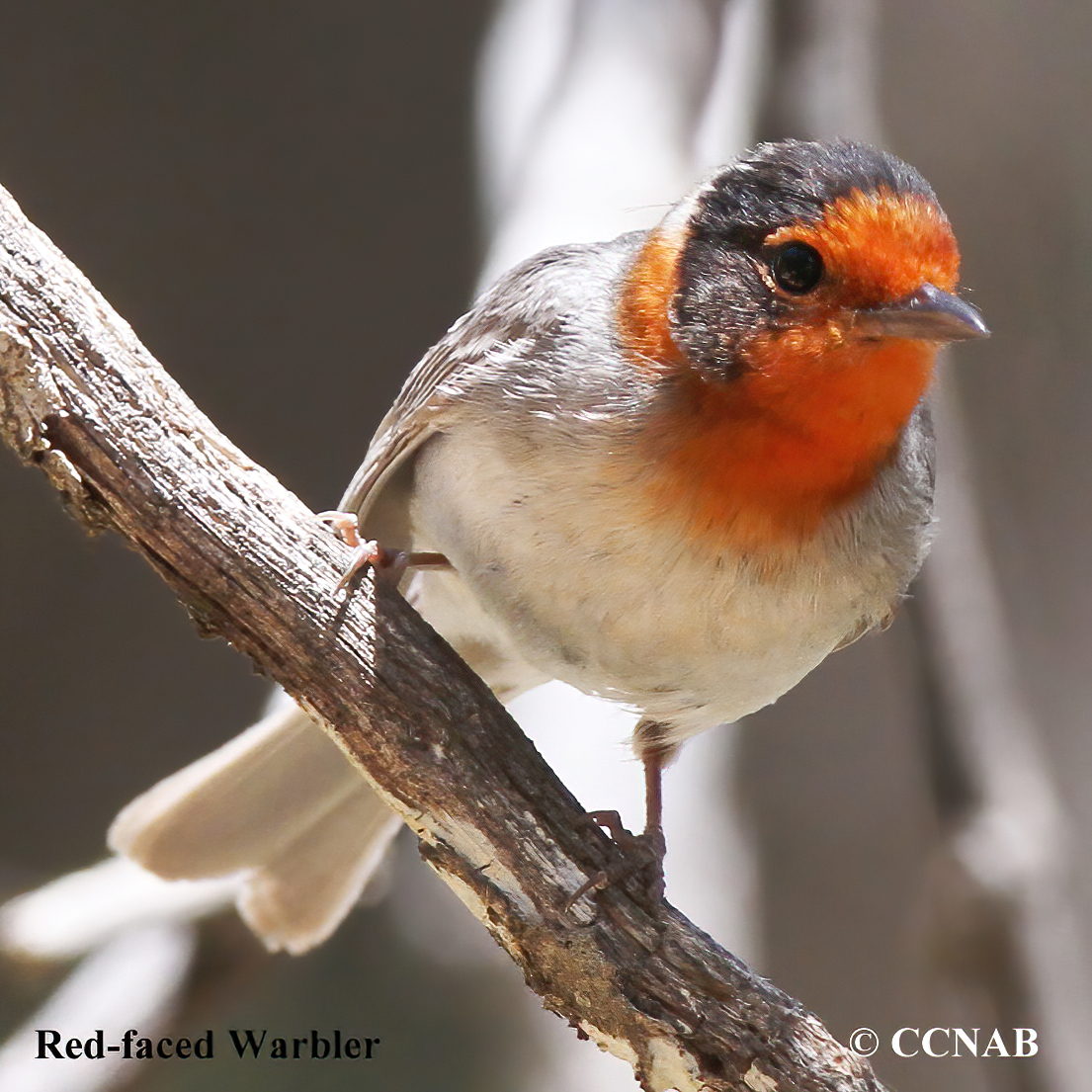 Birds of North America