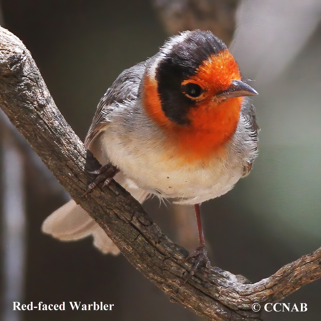 Birds of North America